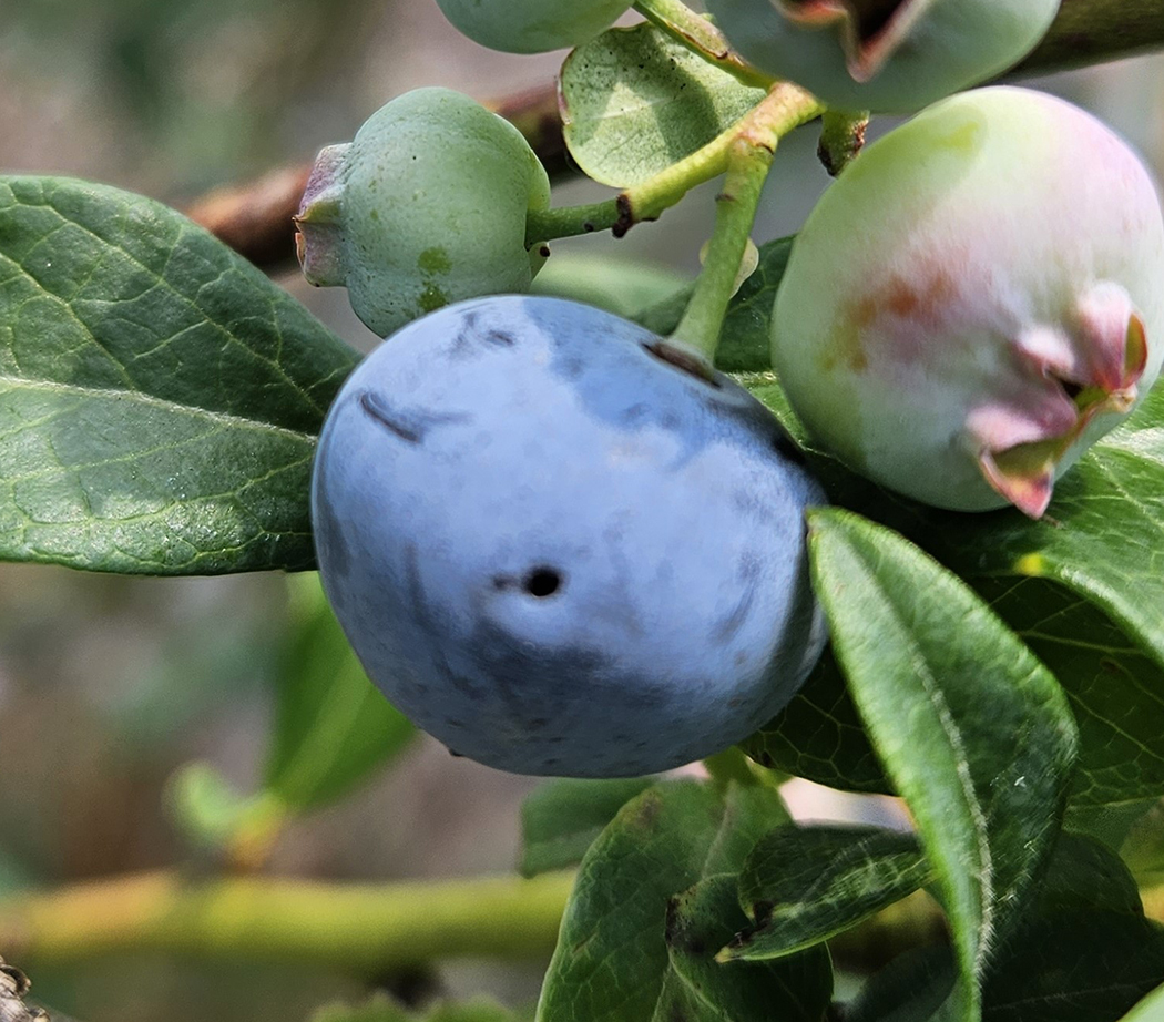 BB Maggot oviposition Figure 3.jpg